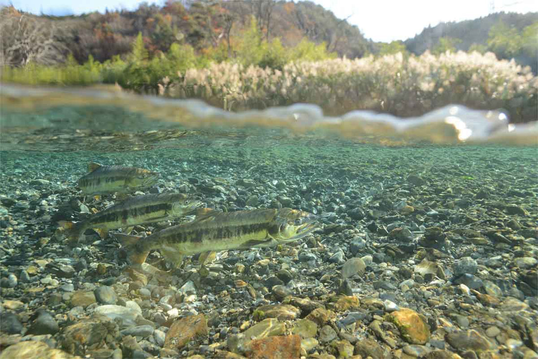 単元の構成を子どもに選択させる授業づくり - 東洋館出版社
